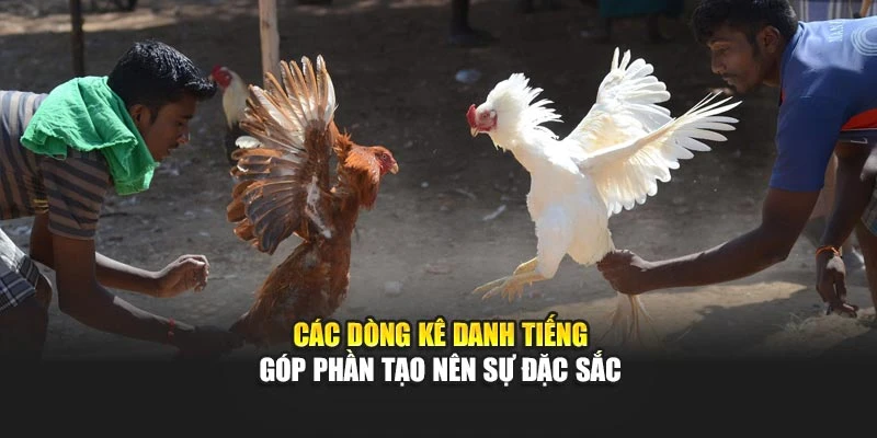 Các dòng kê danh tiếng góp phần tạo nên sự đặc sắc