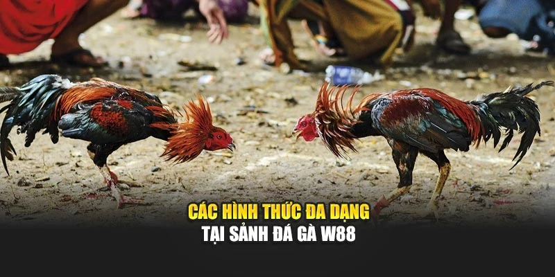 Các hình thức đa dạng tại sảnh đá gà W88