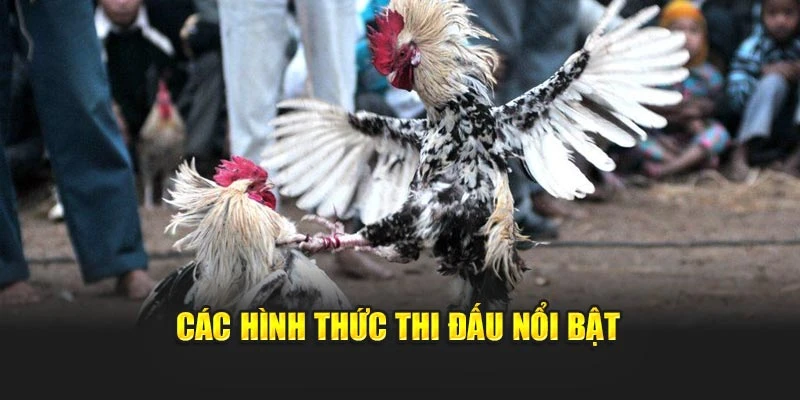 Các hình thức thi đấu nổi bật