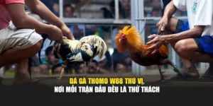 Đá Gà Thomo W88 thú vị, nơi mỗi trận đấu đều là thử thách