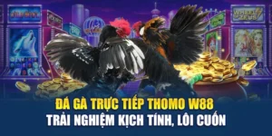 Đá Gà Trực Tiếp Thomo W88 - Trải Nghiệm Kịch Tính, Lôi Cuốn