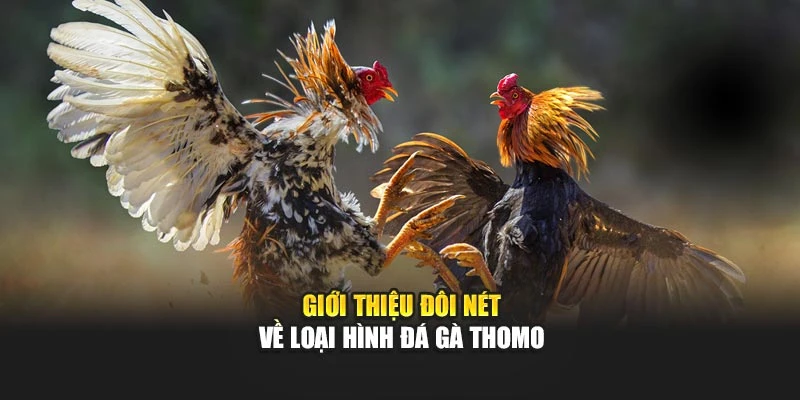 Giới thiệu đôi điều về loại hình Đá Gà Thomo