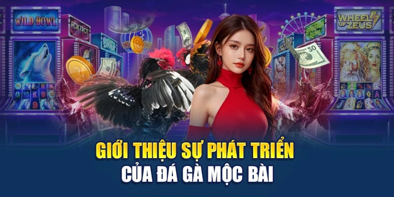 Giới thiệu sự phát triển của đá gà Mộc Bài