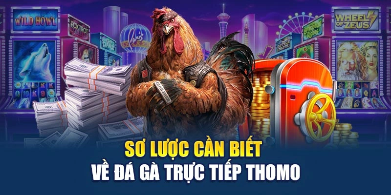 Sơ lược cần biết về Đá Gà Trực Tiếp Thomo