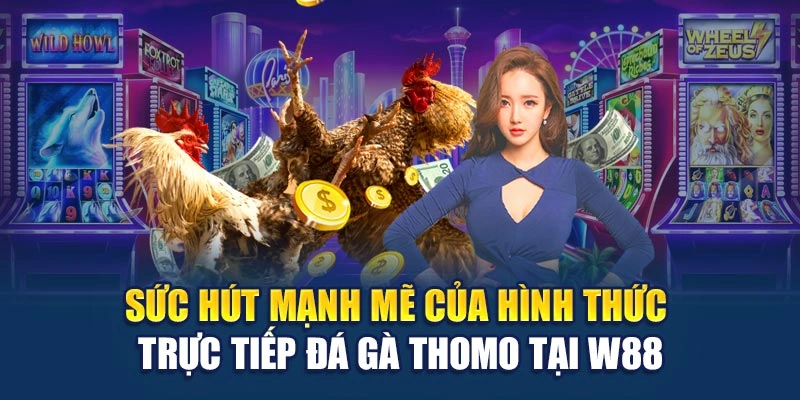 Sức hút mạnh mẽ của hình thức trực tiếp đá gà Thomo tại W88